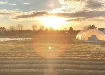 jardins serre coucher soleil Aux rangs serrés